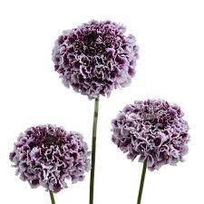 focal scoop purple lace