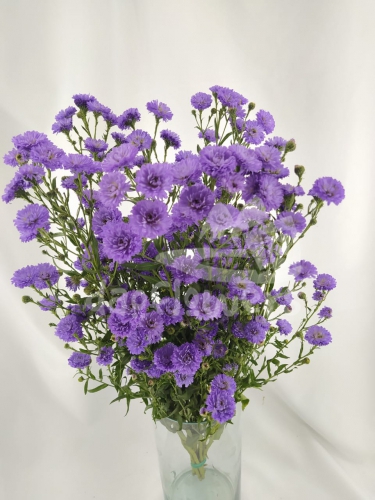 aster purple