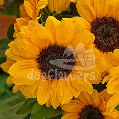 sunflower vincent choice