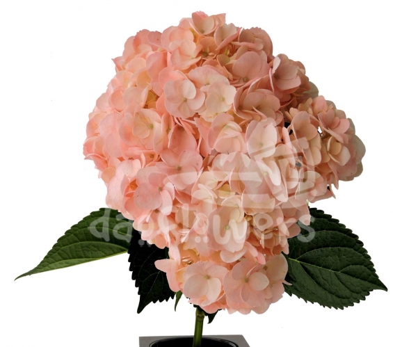 Light Palo de Rosa PNT