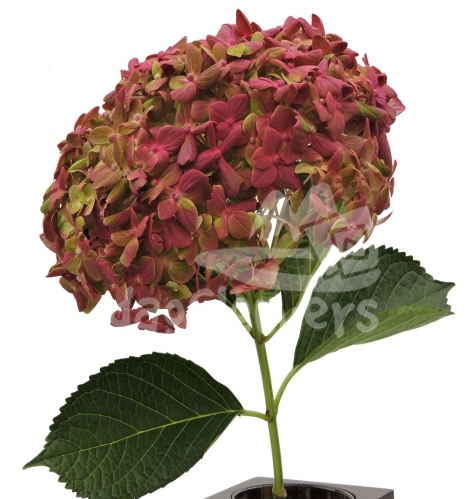 Bicolor Base Emerald Hot Pink PNT