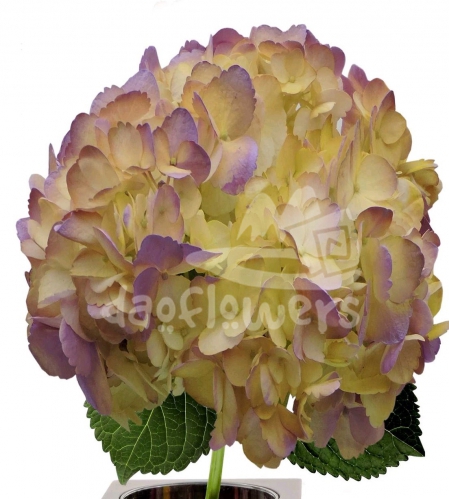 Bicolor Base Green Lavender PNT