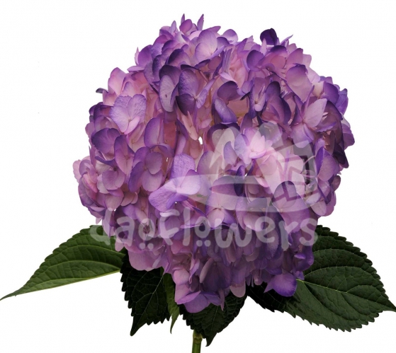 bicolor base pink purple PNT