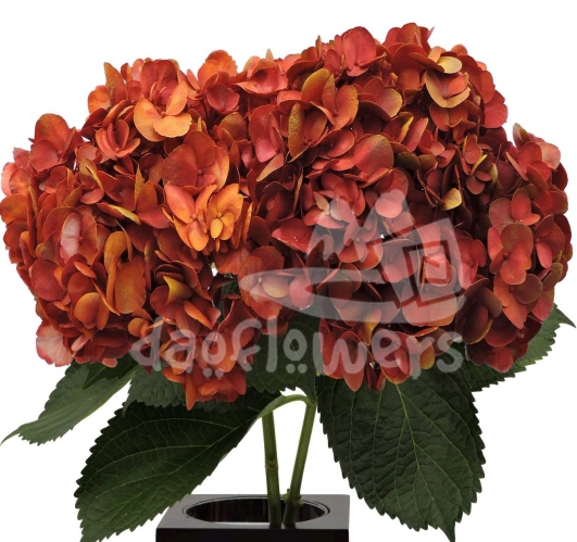 Bicolor Burgundy Yellow PNT