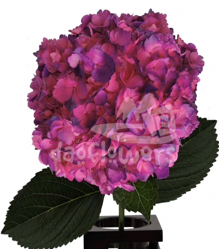 Bicolor Hot Pink Purple PNT