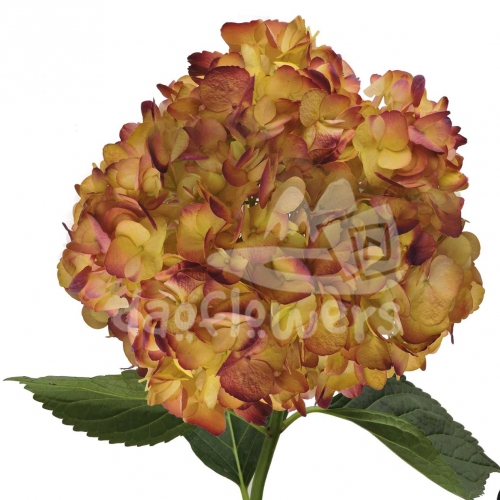 Bicolor Light Green Purple PNT