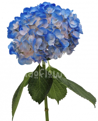 bicolor light pink dark blue PNT