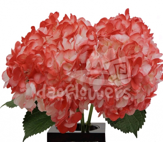 bicolor white red PNT