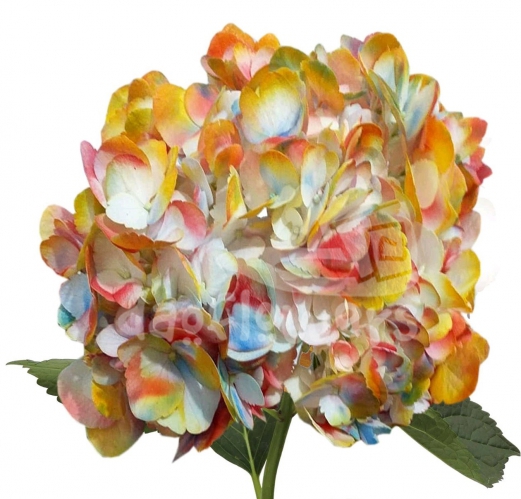 Bicolor Yellow Light Blue Red PNT