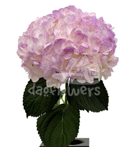 Lavender Salpicado Magenta PNT