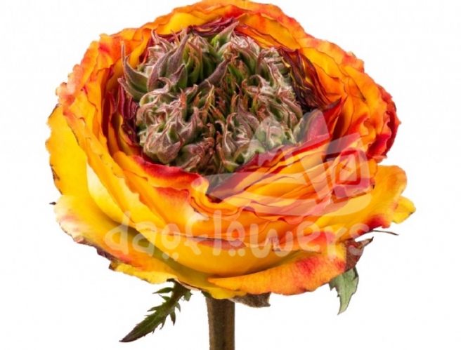 country island samoa