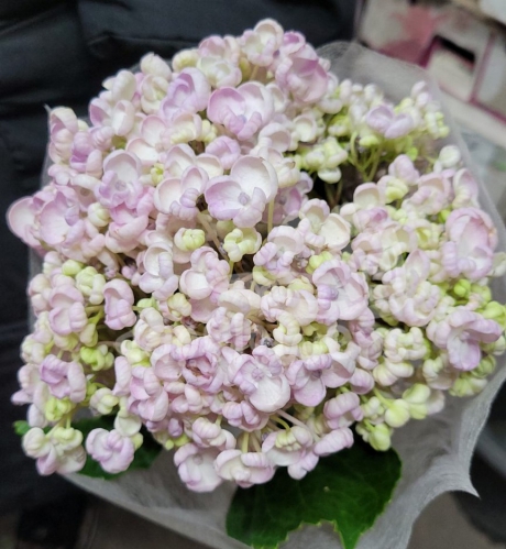 dutch pop corn natural