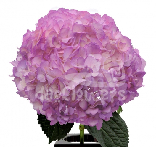 Raspberry Sorbet PNT