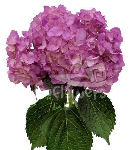 Light Purple Uva PNT