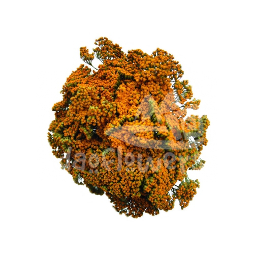 achillea yellow
