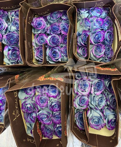 AS 100 Whisper Edge PNT