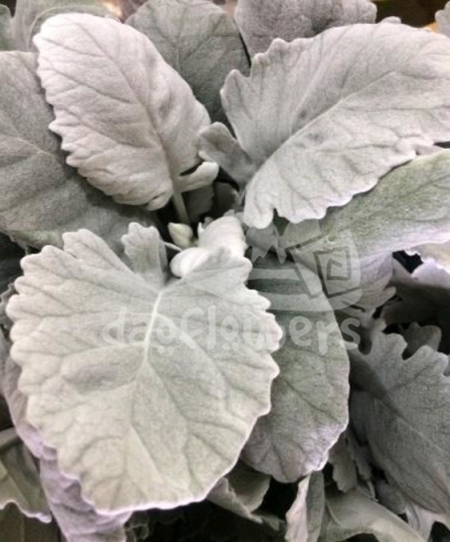 dusty miller big broad fat leaf