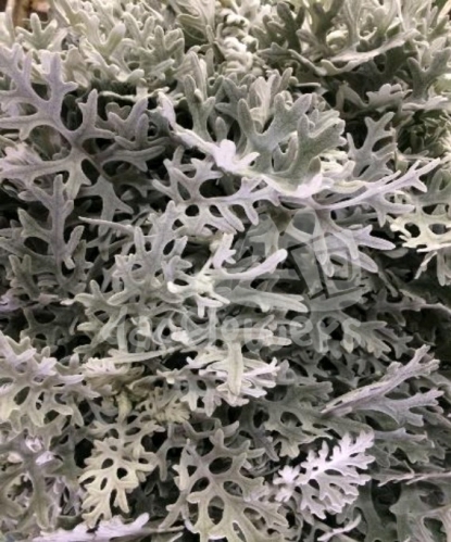 dusty miller lacey leaf silver