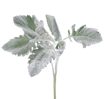 dusty miller silver cloud