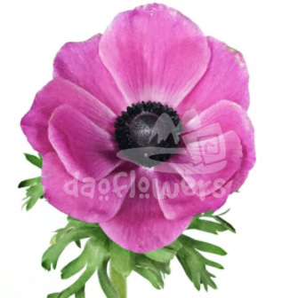 mistral plus fuchsia