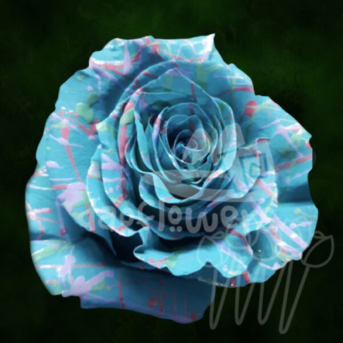 KF 67 Bunny Confetti PNT