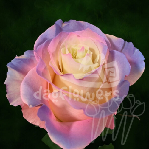 AS 136 Northern Lights PNT