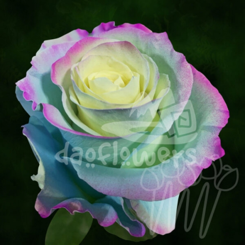 AS 128 Fairy Tale Mo PNT