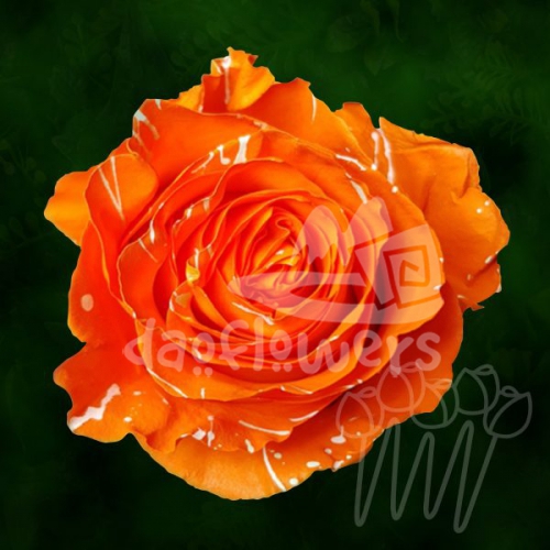 KF 26 Hazel Confetti PNT