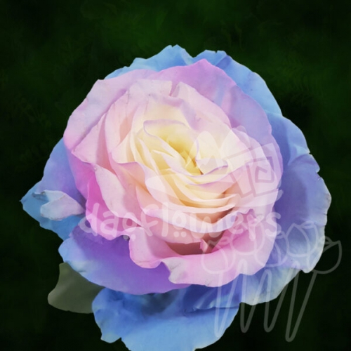 AS 137 Twinkle Star PNT