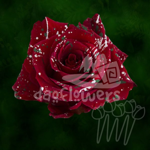 KF 19 Xmas Confetti PNT