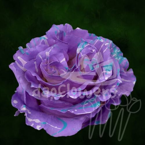 KF 58 Be Mine Confetti PNT