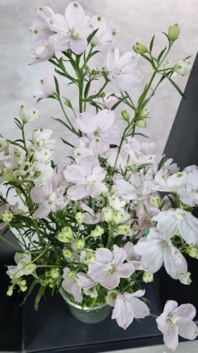 delphinium light pink