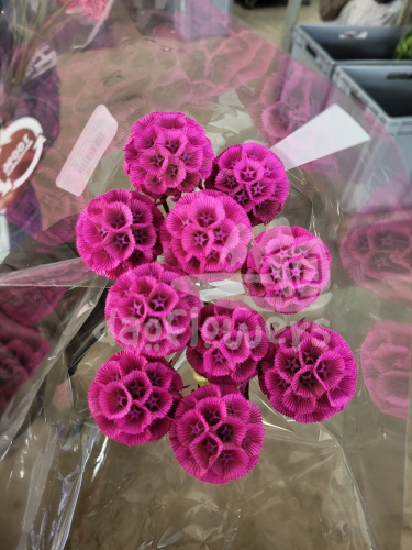 stellata hot pink PNT