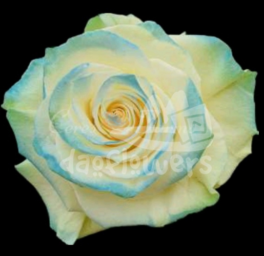 Kamaleon Sky Blue PNT