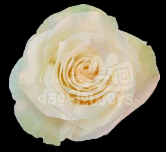 Rose Mondial PNT