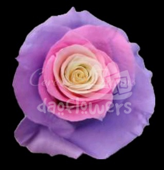 Circus Pink Lavender PNT