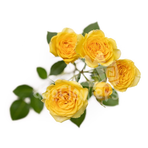 brilliant stars yellow*