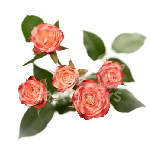 brilliant stars cream pink*