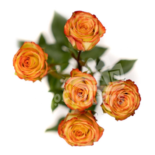 brilliant stars cream coral*