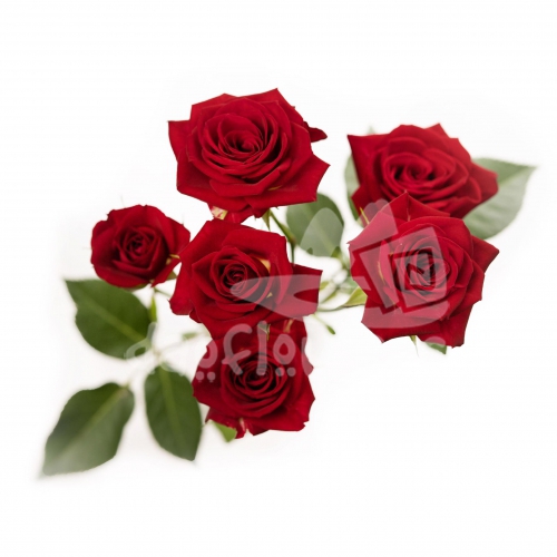 brilliant stars red*