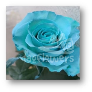 Mondial Baby Blue PNT