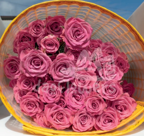 brilliant stars dark pink*