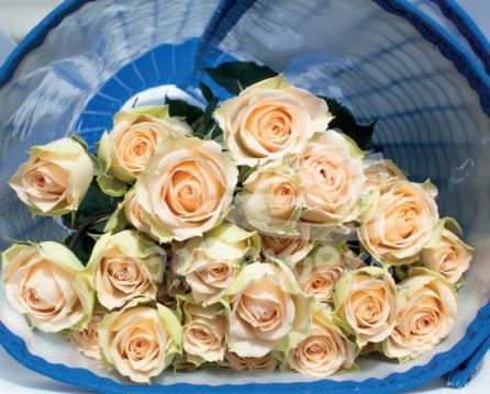 brilliant stars apricot*