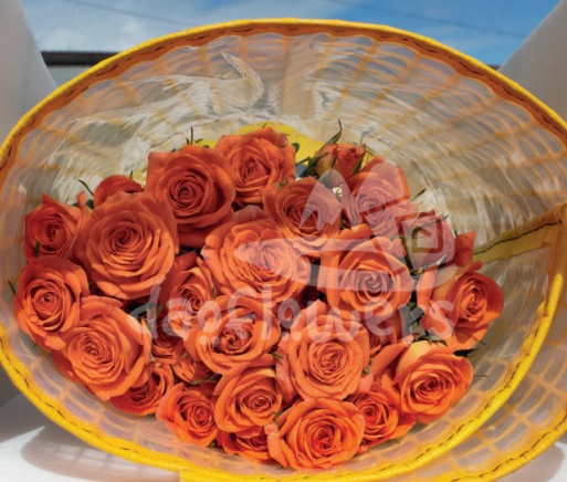 brilliant stars orange*