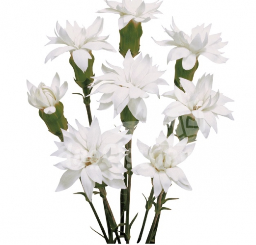 Solomio Star Snow Tessino