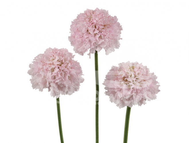 bon bon scoop french vanilla