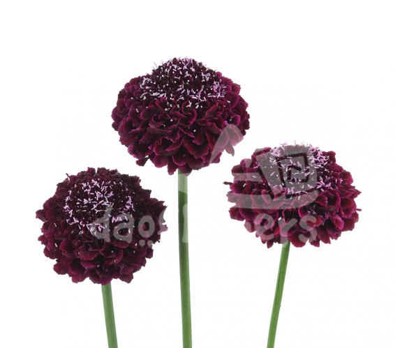 focal scoop blackberry