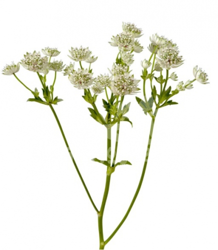 astrantia white