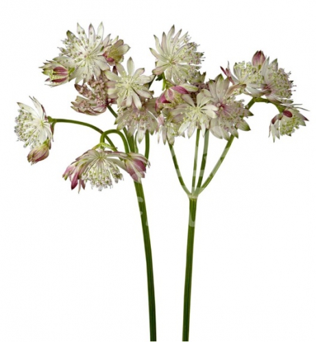 sparkling stars pink