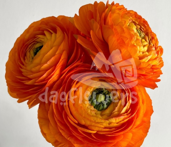 success Cloni Lambada